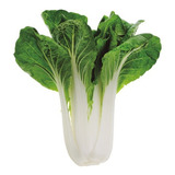 Semillas De Pak Choi Blanco Organicas Ideal Huerta Cultivo