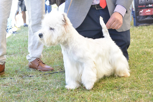 Cachorros West Highland White Terrier, Westie