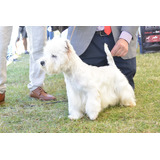 Cachorros West Highland White Terrier, Westie