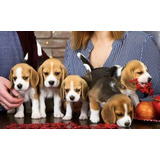 Cachorros Beagle   6