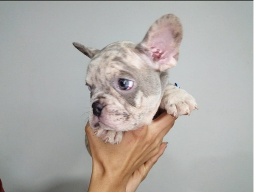 Cachorro Bulldog Francés Lilac Merle 