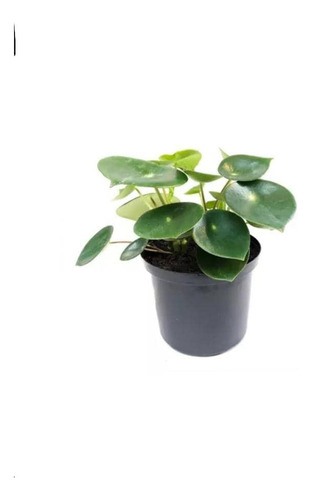 Peperomia Cucharita Planta Interior