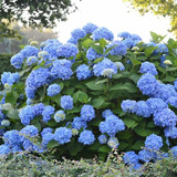 50 Sementes Flor Hortensia Hydrangea Macrophylla P/ Mudas