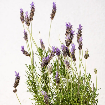 Lavanda Dentata Paquete 6 Piezas
