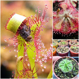 Set X3 Plantas Carnivoras ! D.capensis, Spatulata Y Burmani.