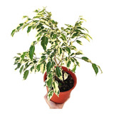 Ficus Variegado - Planta De Interior