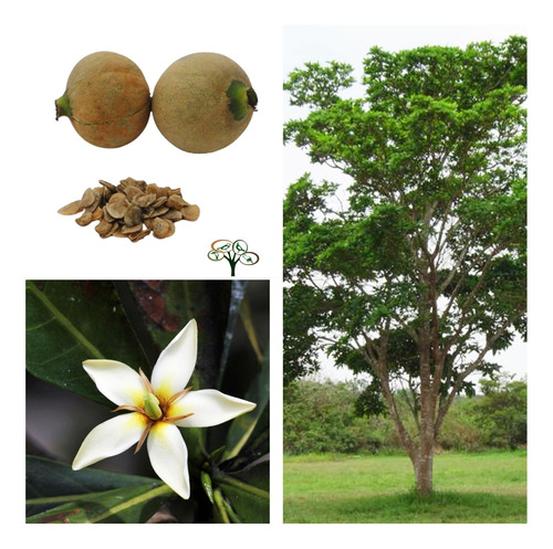50 Sementes Jenipapeiro, Genipapo -  Árvore Frutifera Nativa