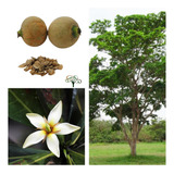50 Sementes Jenipapeiro, Genipapo -  Árvore Frutifera Nativa