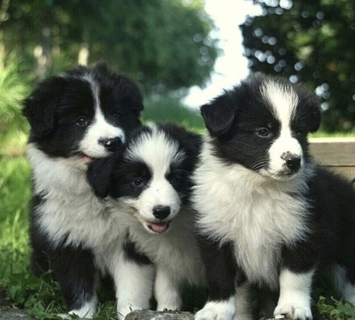 Border Collie Divinos Envios Bonificados ,!!!!!!!