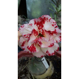 Rosas Del Desierto Adenium Obesum Varigado + Regalo