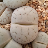 1 Lithops Pseudotruncatella C104 (cactus Piedra/suculentas)