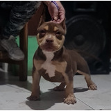 Cachorros American Bully