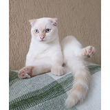 Lindo Macho Scottish Fold De Olhos Azuis 