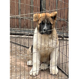 Cachorros Akita Americano Inscritos En Kennel Club De Chile