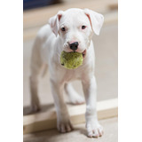 Cachorros Perros Dogo Argentino Puppy Medellin Bogota Cali