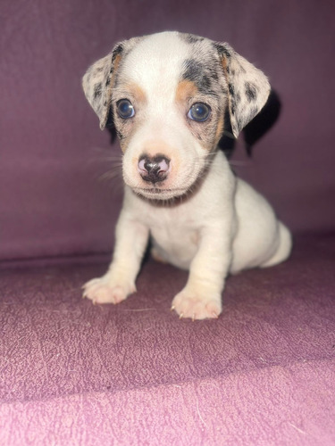 Cachorro Jack Russell Merle Bogotá Animal Pets Colombia