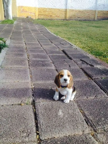 Cachorro Beagle Perrito Begle Puppy Cachorrito