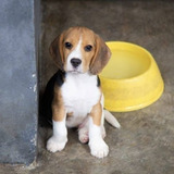 Perrito Beagle Cachorro Bigle Puppy Cachorritos