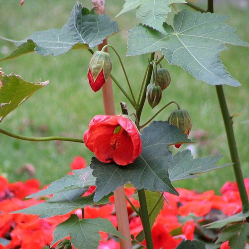 Abutilon Rojo Arbusto Ornamental Flor