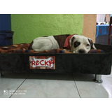 Base Cama + Colchon Para Perros !!! Talla Xl