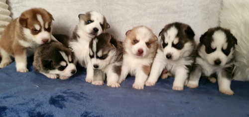 Husky Siberiano Cachorro Apto Cpr 