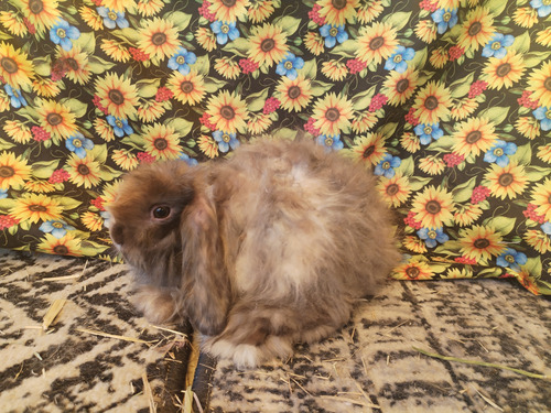 Conejo Mini Lop