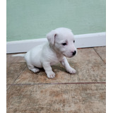 Hermosa Jack Russell Terrier Hembra. Total White!