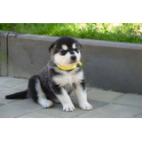 Cachorro Alaskan Malamute Perro Alaskan Malamute Puppy Pet