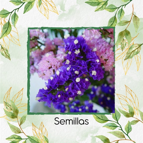 90 Semillas De Flor Limonium Sinuatum + Obs Germinación
