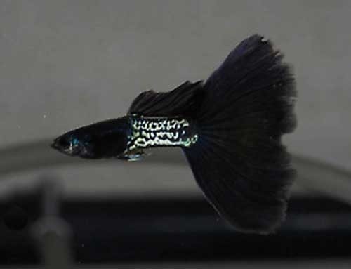 Guppy Metal Black Tail - Trio ( 1 Macho 2 Fêmeas)