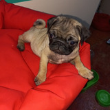 Cachorro Pug Carlino