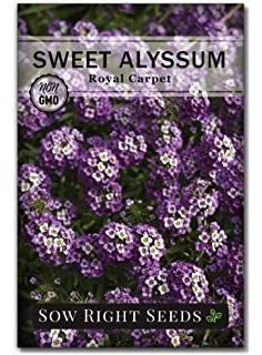 Semillas De Flores De Alyssum Dulces Para Plantar, Hermosas 