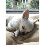Cachorro Chihuahua Blanco Cabeza De Manzana Blanco 0028
