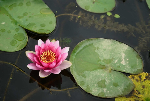 Semillas Flor De Loto Autentica Alta Germinación Estanque