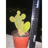 Opuntia Microdasys Ramificado