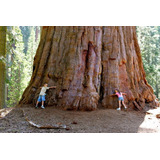 30 Sementes Sequoia Gigante Sequoiadendron Giganteum Bonsai