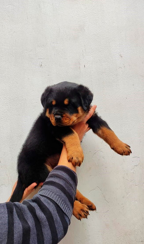  Rottweiler Lindos Cachorros Inscritos Kennel Club