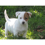 Jack Russell Hembras Fca - Seña