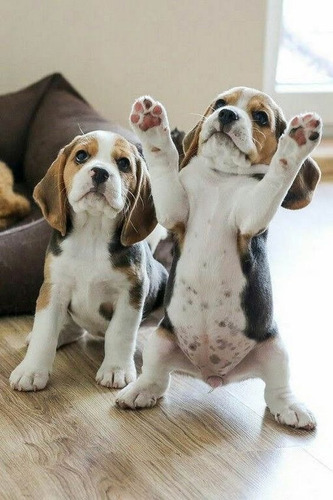 Perros Cachorros Beagle Bigol Bigitoy Mini Perritos Puppy