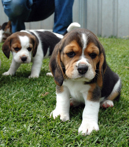 Beagle Os Maravilhosos Filhotes Disponiveis