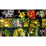 Oferta Combo 8 Orquídeas Nativas  + Envío Gratis + Regalo