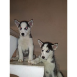 Filhotes De  Husky Siberiano Pelagem Wooly Olhos Azuis!