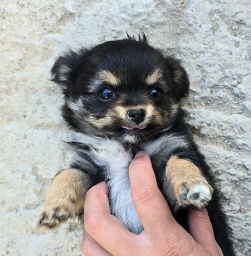 Chihuahua Cachorra