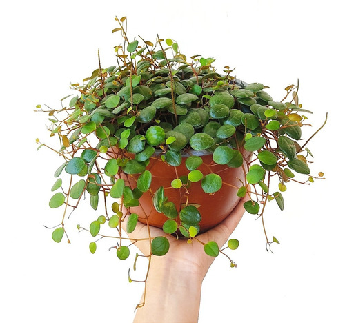 Peperomia Pepperspot - Planta De Interior Colgante 