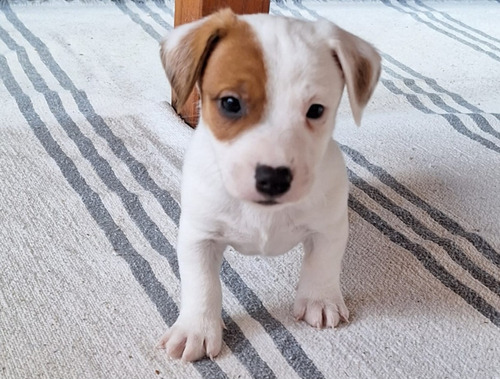Cachorros Jack Russell Con Pedigree 