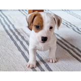 Cachorros Jack Russell Con Pedigree 