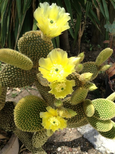 Planta Cactus Opuntia Microdasys Oreja Exótico Flor Amarilla