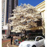 Arbol De Guayacan Blanco (tabebuia Roseo-alba) Tropical Raro