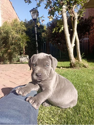 Perros Cane Corso Con Registro Cachorros Mastín Italiano 