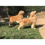 Filhotes De Golden Retriever